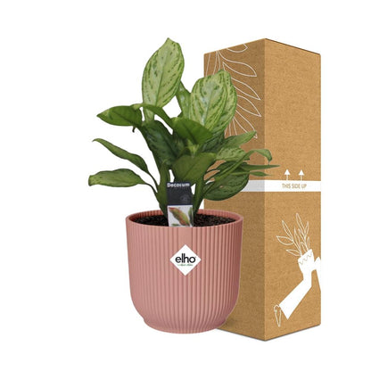 Kamerplant - Aglaonema Christina - Pot Ø 14cm