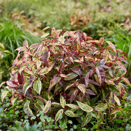 Buitenplant 2x Leucothoe Makijaz - Groenblijvend - Pot Ø 17cm Hoogte ↕ 45cm