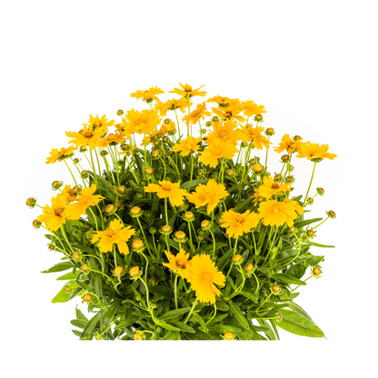 Buitenplant - Coreopsis Grandiflora - Bloeiend - Pot Ø 19cm Hoogte ↕ 50-60cm