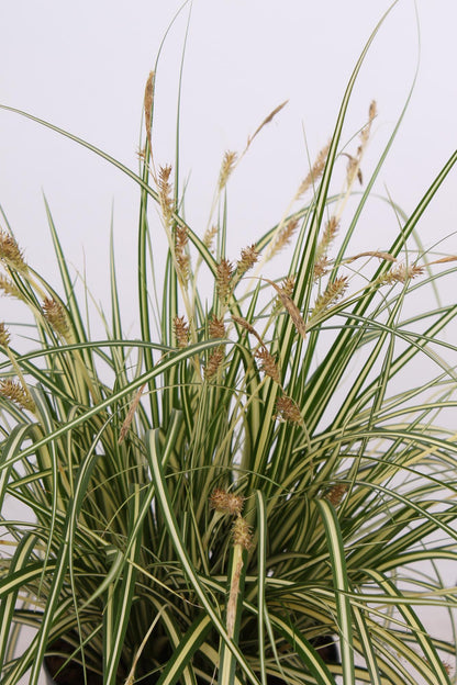 Buitenplant 3x Carex hachijoensis 'Evergold' - Pot Ø 14cm Hoogte ↕ 30cm