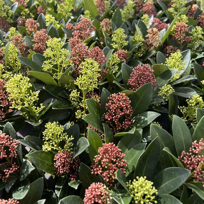 Buitenplant 2x Skimmia japonica Duo - Bloeiend - Winterhard - Pot Ø 19cm Hoogte ↕ 60cm