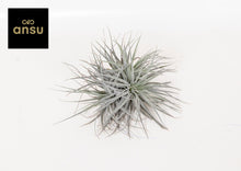 Kamerplant - Tillandsia Super Silver XL - Pot Ø 20cm Hoogte ↕ 15cm