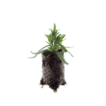 Buitenplant 6x Lavandula 'Hidcote' - Lavendel Pluggen - Bloeiend Winterhard