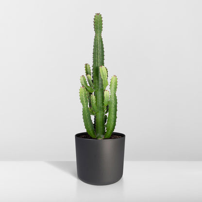 Kamerplant - Euphorbia Acrurensis - Pot Ø 24cm Hoogte ↕ 60cm