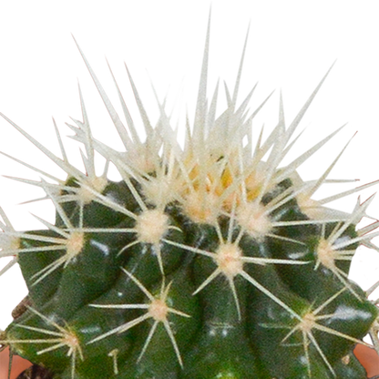 Kamerplant 15x Cactus en vetplanten mix - in Mexicaanse pot - Pot Ø 5,5cm
