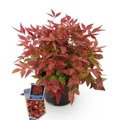 Buitenplant - Nandina Blush Pink - Groenblijvend - Pot Ø 17cm Hoogte ↕ 40cm