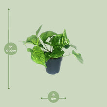 Kamerplant - Scindapsus Pictus Trebie - Pot Ø 12cm Hoogte ↕ 20cm