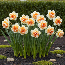 Buitenplant 10x Narcis Replete - Bloeiend - Bolmaat 10/12