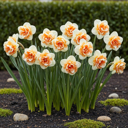 Buitenplant 10x Narcis Replete - Bloeiend - Bolmaat 10/12