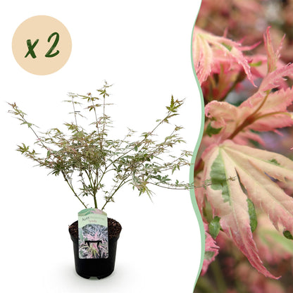 Buitenplant 2x Acer palmatum 'Iyoshi' - Japanse Esdoorn Roze - Pot Ø 19cm Hoogte ↕ 70cm
