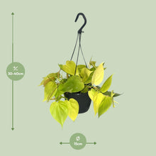 Kamerplant - Philodendron Lime - Pot Ø 15cm Hoogte ↕ 35cm