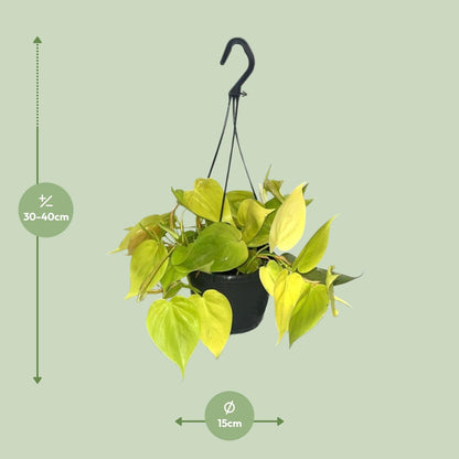 Kamerplant - Philodendron Lime - Pot Ø 15cm Hoogte ↕ 35cm