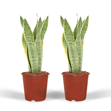 Kamerplant 2x Sansevieria Laurentii - Vrouwentong - Pot Ø 14cm Hoogte ↕ 40cm