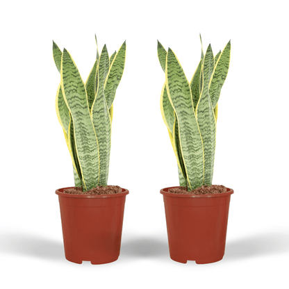 Kamerplant 2x Sansevieria Laurentii - Vrouwentong - Pot Ø 14cm Hoogte ↕ 40cm