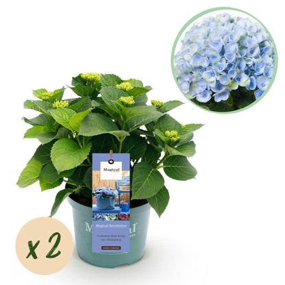 Buitenplant 2x Hydrangea Magical Revolution Blue - Bloeiend - Pot Ø 23cm Hoogte ↕ 55cm