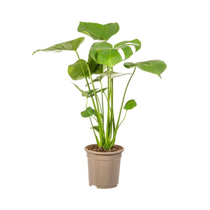 Kamerplant - Monstera Deliciosa Tauerii - Pot Ø 17cm Hoogte ↕ 50-70cm