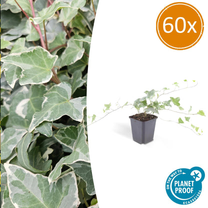 Buitenplant 60x Hedera helix 'Glacier' - Pot Ø 9cm Hoogte ↕ 10-25cm