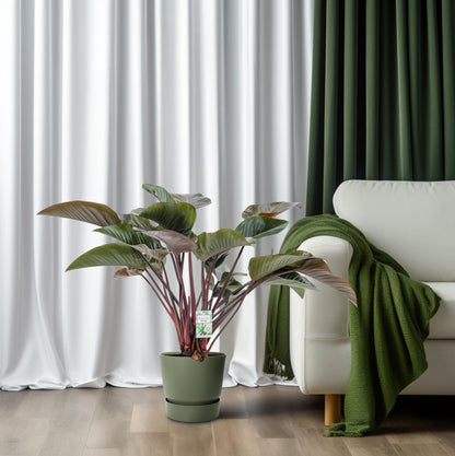 XL kamerplant - Philodendron Red Beauty - Pot Ø 30cm Hoogte ↕ 110cm