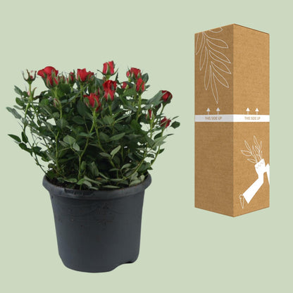 Buitenplant - Rosa Jewel Patio Hot - Bloeiend - Pot Ø 17cm Hoogte ↕ 30cm