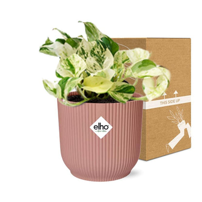 Kamerplant - Epipremnum Pinnatum Happy Leaf - Pot Ø 14cm