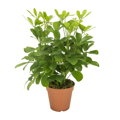 Kamerplant - Schefflera Nora - Pot Ø 13cm Hoogte ↕ 35cm