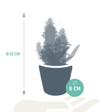 Kamerplant 15x Cactus en vetplanten mix - in Mexicaanse pot - Pot Ø 5,5cm