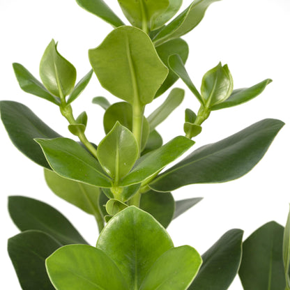 Kamerplant - Clusia Rosea 'Princess' - Pot Ø 17cm Hoogte ↕ 60cm
