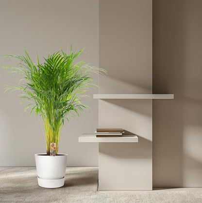 Kamerplant - Dypsis Lutescens (Areca Palm) - Hoogte ↕ 12-230cm