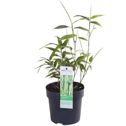 Buitenplant - Phyllostachys 'Bissetii' - Groene stam bamboe - Pot Ø 14cm Hoogte ↕ 100cm