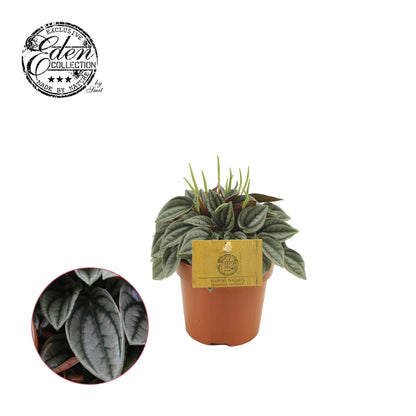 Kamerplant - Peperomia Napoli Nights - Pot Ø 10,5cm Hoogte ↕ 15cm