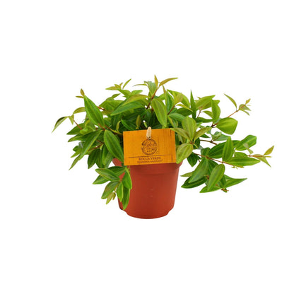 Kamerplant - Peperomia Ang. 'Rocca Vivace' - Pot Ø 11cm Hoogte ↕ 15cm