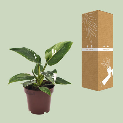 Kamerplant - Philodendron White Princess - Pot Ø 12cm Hoogte ↕ 25cm