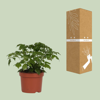 Kamerplant - Rademachera Sinica - Pot Ø 12cm Hoogte ↕ 27cm