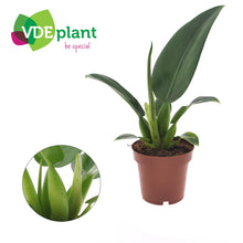 Kamerplant - Philodendron Pacova - Pot Ø 12cm Hoogte ↕ 25cm