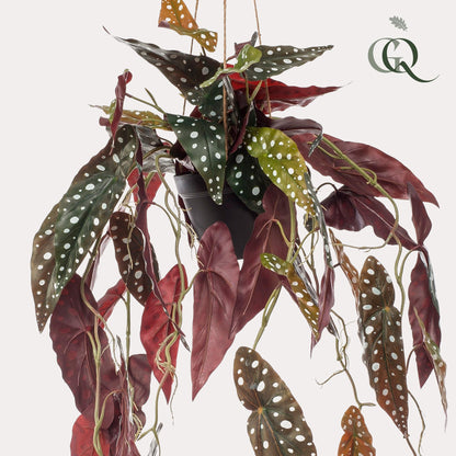 Kunstplant - Begonia Maculata Stippenbegonia - Hoogte ↕ 80cm