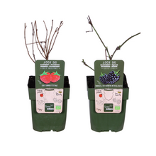 Buitenplant - Bramen en Framboos mix - Rubus idaeus Lochness Bio + Rubus idaeus Malling Promise Bio