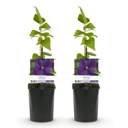 Buitenplant 2x Clematis Star of India - Klimplant - Bloeiend - Pot Ø 11cm Hoogte ↕ 40cm