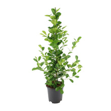Kamerplant - Ficus microcarpa Moclame - Pot Ø 21cm Hoogte ↕ 95cm