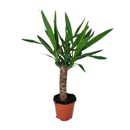 Kamerplant - Yucca - Pot Ø 14cm Hoogte ↕ 60cm