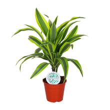 Kamerplant - Dracaena Lemon Lime - Pot Ø 14cm Hoogte ↕ 55cm