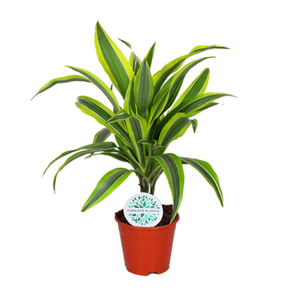 Kamerplant - Dracaena Lemon Lime - Pot Ø 14cm Hoogte ↕ 55cm