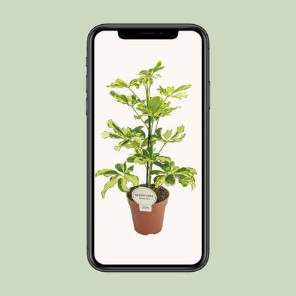 Kamerplant - Schefflera Charlotte - Pot Ø 13cm Hoogte ↕ 45cm