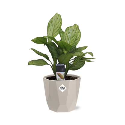 Kamerplant - Aglaonema Christina - Inclusief sierpot - Pot Ø 14cm