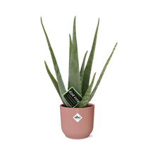 Kamerplant - Aloe Vera - Pot Ø 14cm Hoogte ↕ 12cm