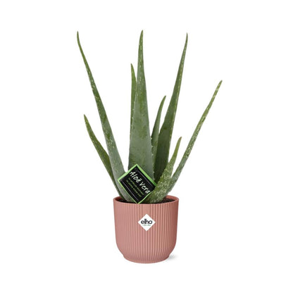 Kamerplant - Aloe Vera - Pot Ø 14cm Hoogte ↕ 12cm