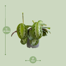 Kamerplant - Maranta Silver Band - Pot Ø 12cm Hoogte ↕ 30cm