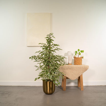 Kamerplant - Ficus benjamina Twilight - Inclusief sierpot - Pot Ø 21cm Hoogte ↕ 95cm
