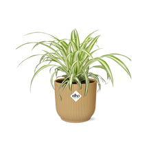 Kamerplant - Chlorophytum Comosum Variegatum - Pot Ø 14cm