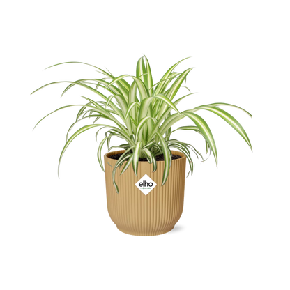 Kamerplant - Chlorophytum Comosum Variegatum - Pot Ø 14cm