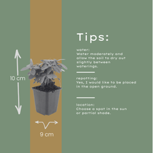 Buitenplant 60x Euphorbia amygdaloides robbiae - Pot Ø 9cm Hoogte ↕ 10-25cm